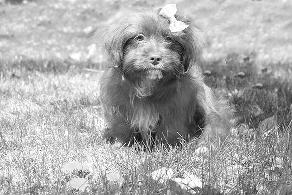 Minnie 4-21_026bw